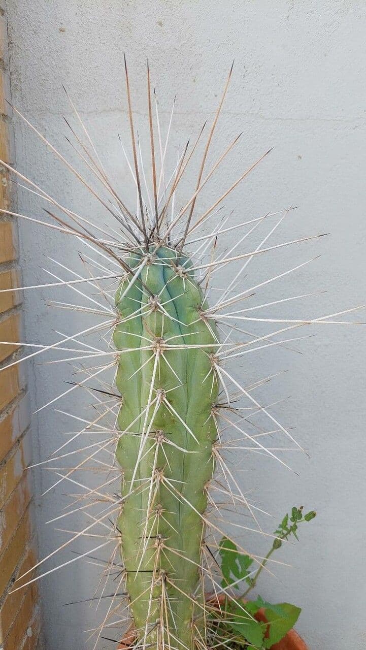 Cactus stuzzicadenti 11