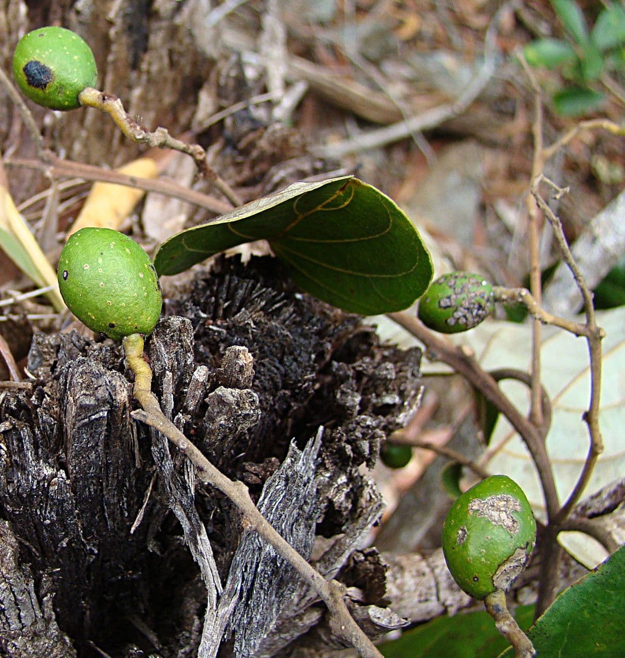 Cryptocarya 3