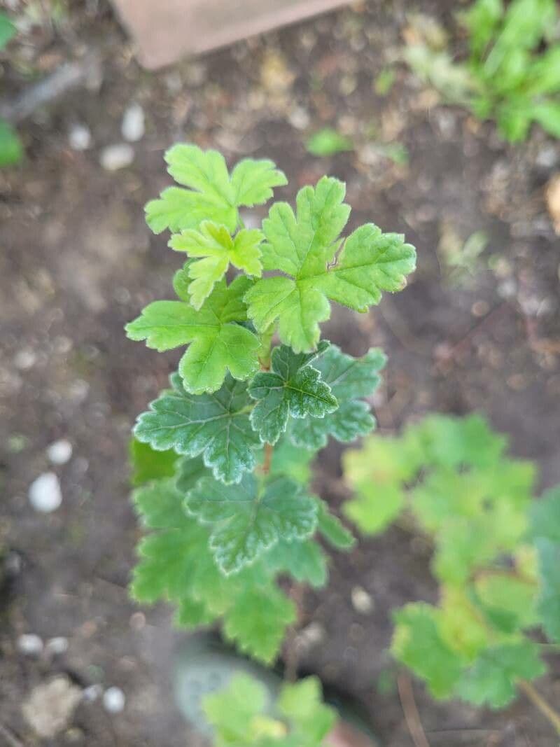 Ribes divaricato 11