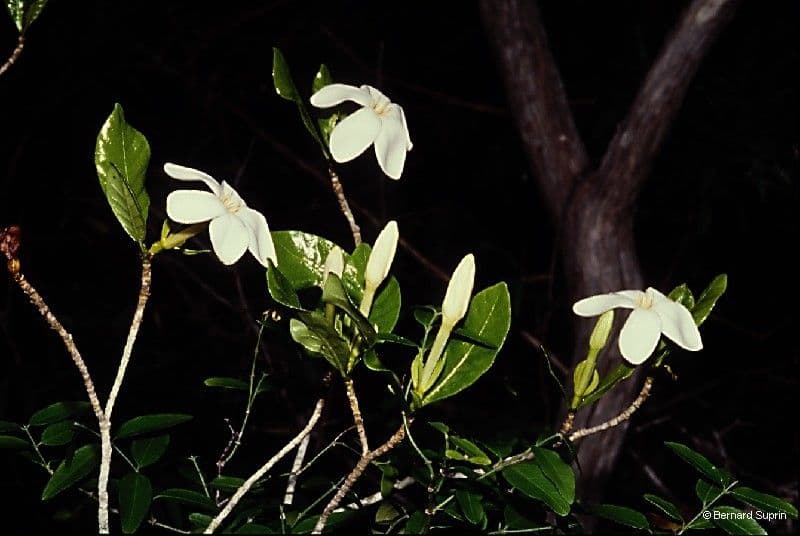 Gardenia 7