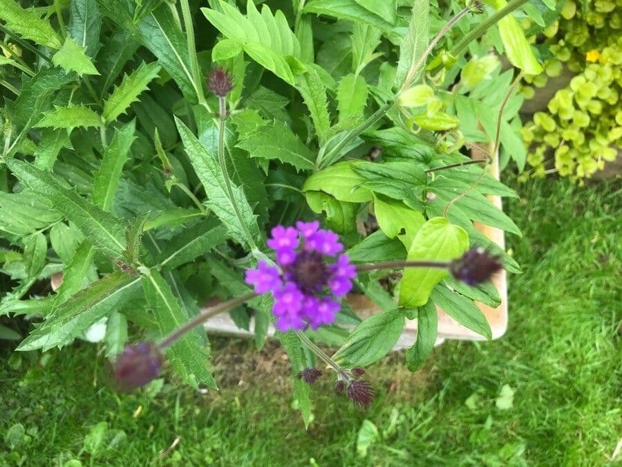Verbena rigida 29