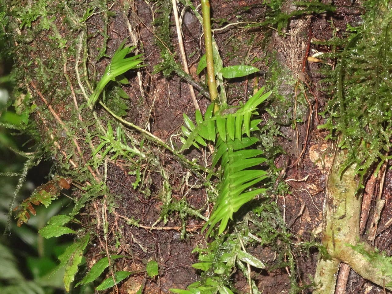 Dichaea pendula