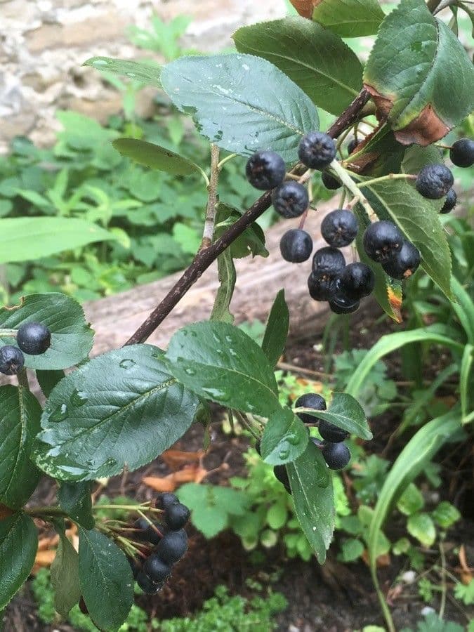 Aronia nera 26