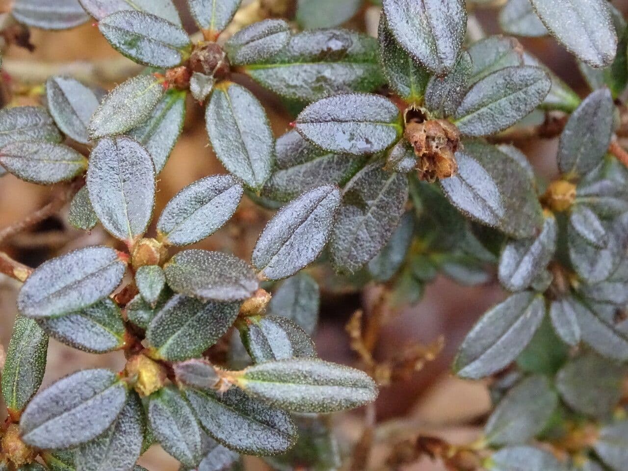 Rododendron Sargentův