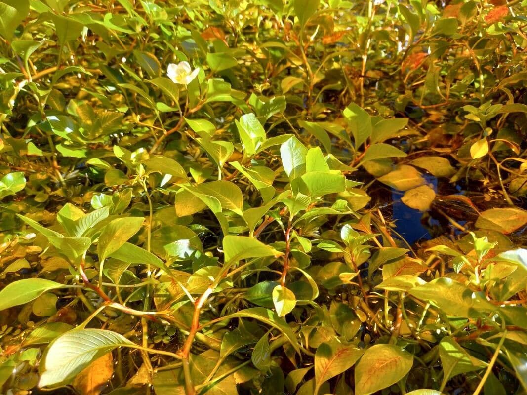 Ludwigia 2