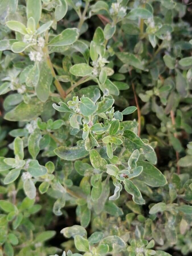 Bystropogon 11