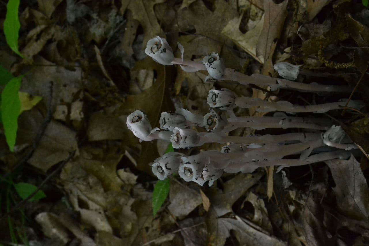 Ipopitide uniflora 21