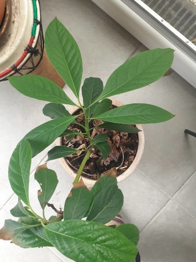 Avocado 14