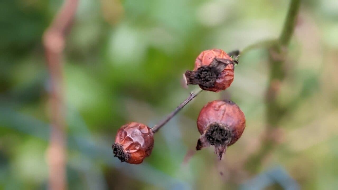 Rosa multiflora