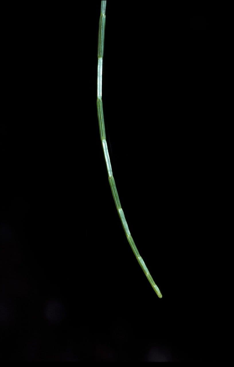 Gymnostoma 10