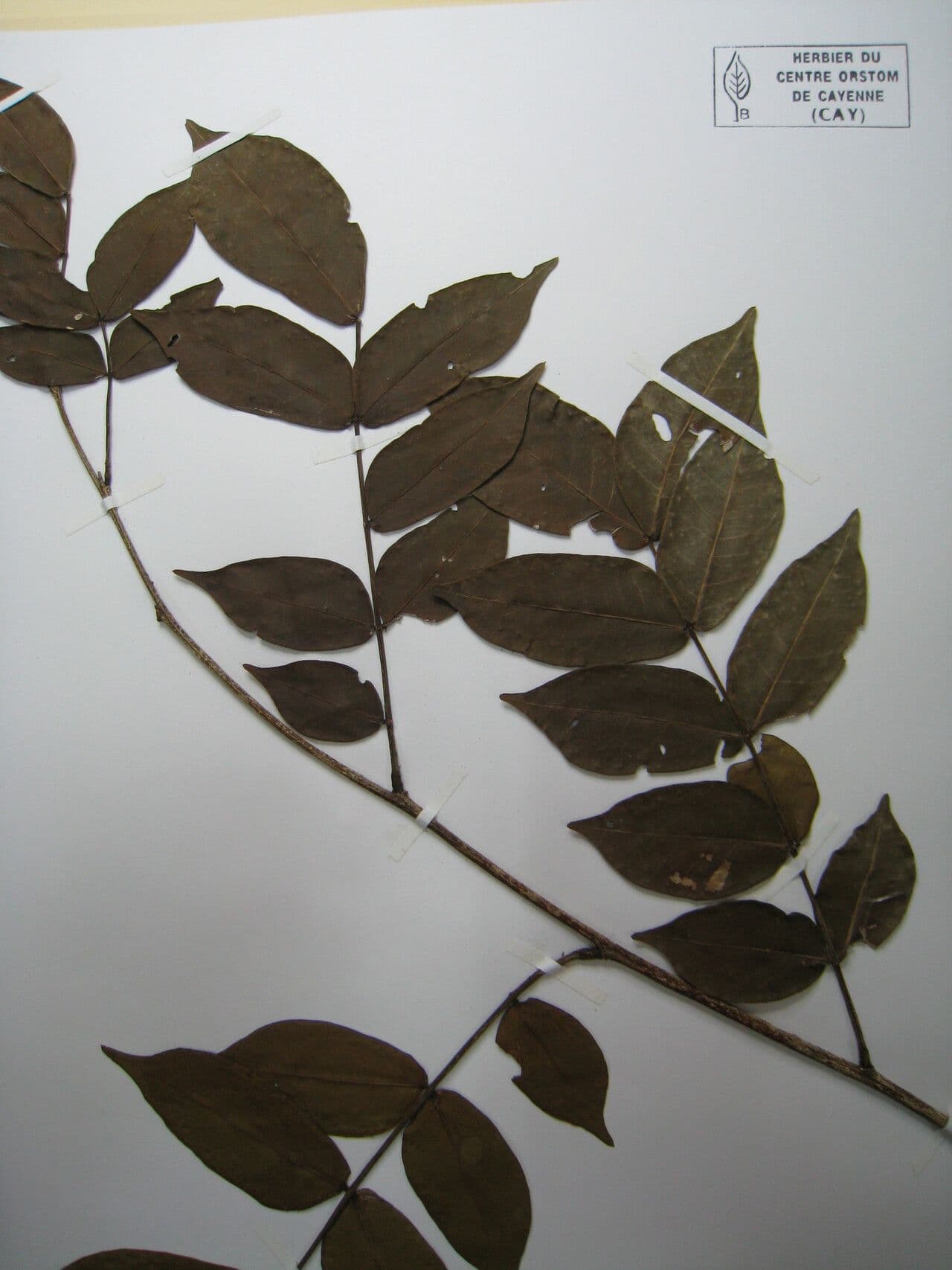 Inga 9