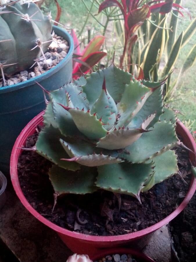 Agave 8