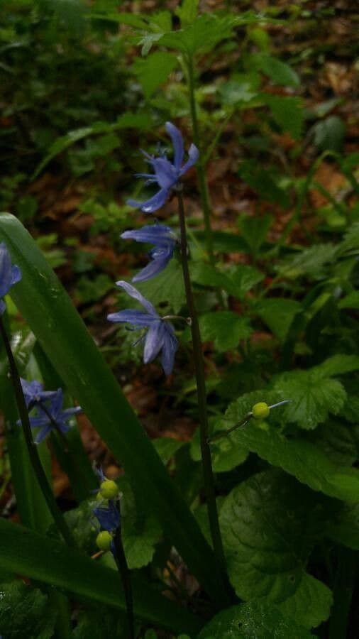 Scilla silvestre 26