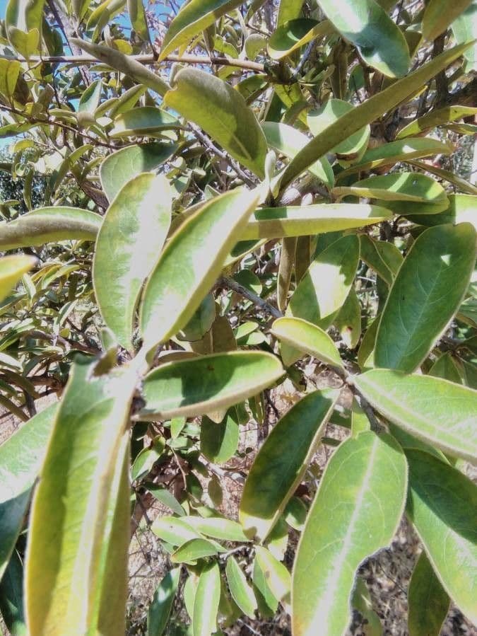 Ximenia caffra 11