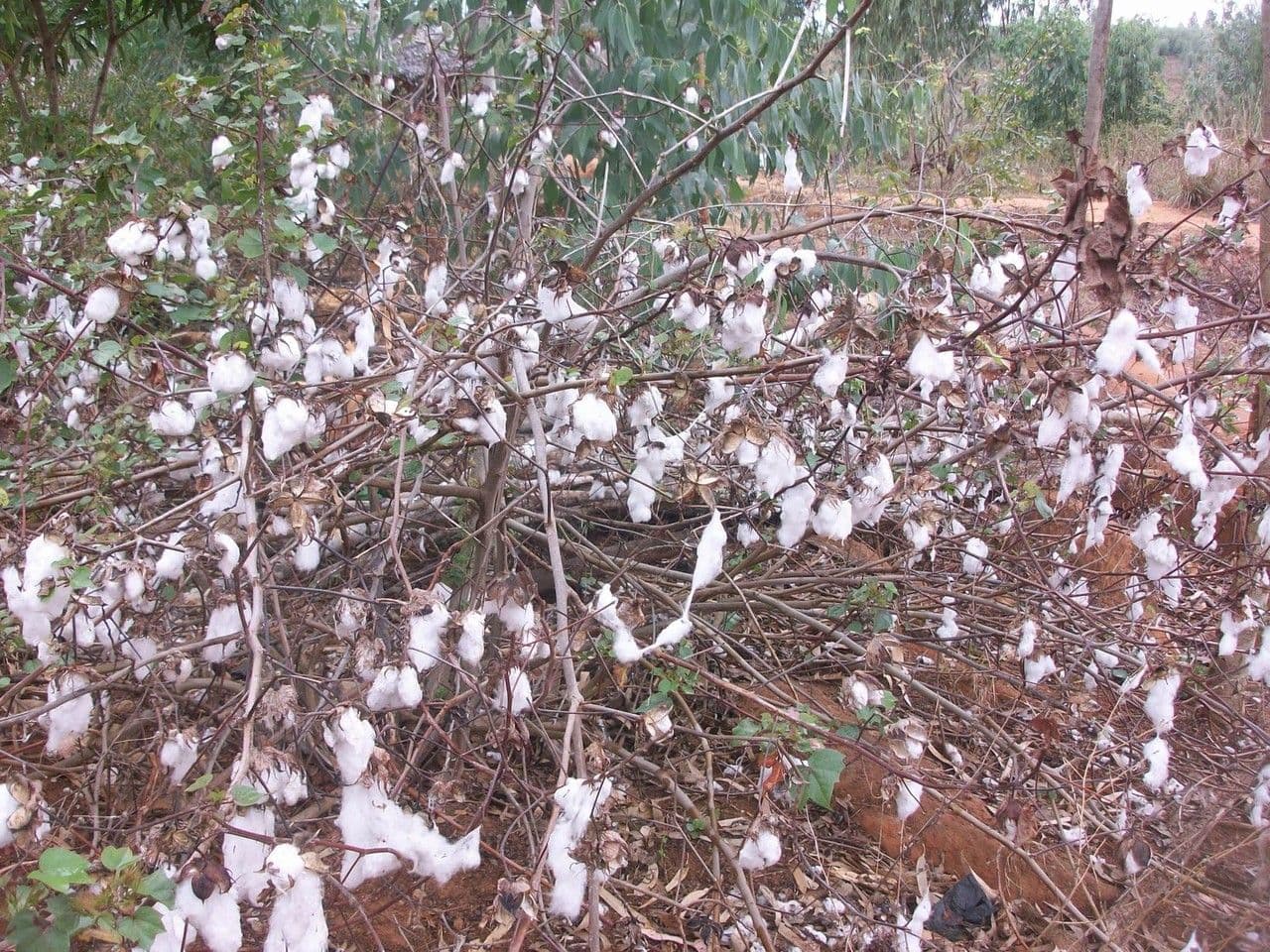 Cotone arabo 12