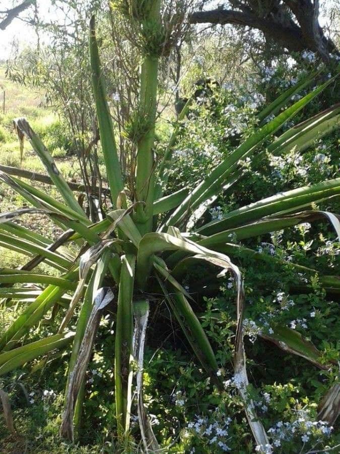 Doryanthes 7