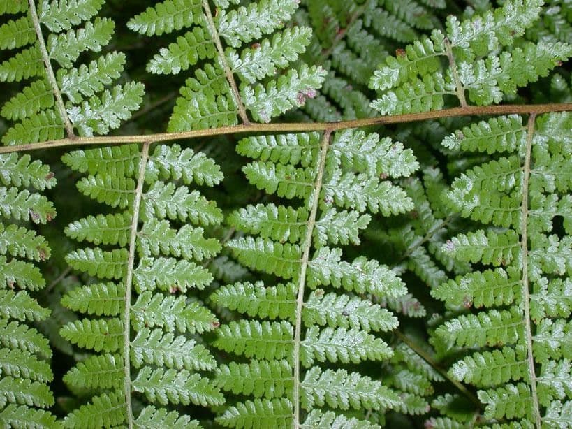 Hypolepis 9