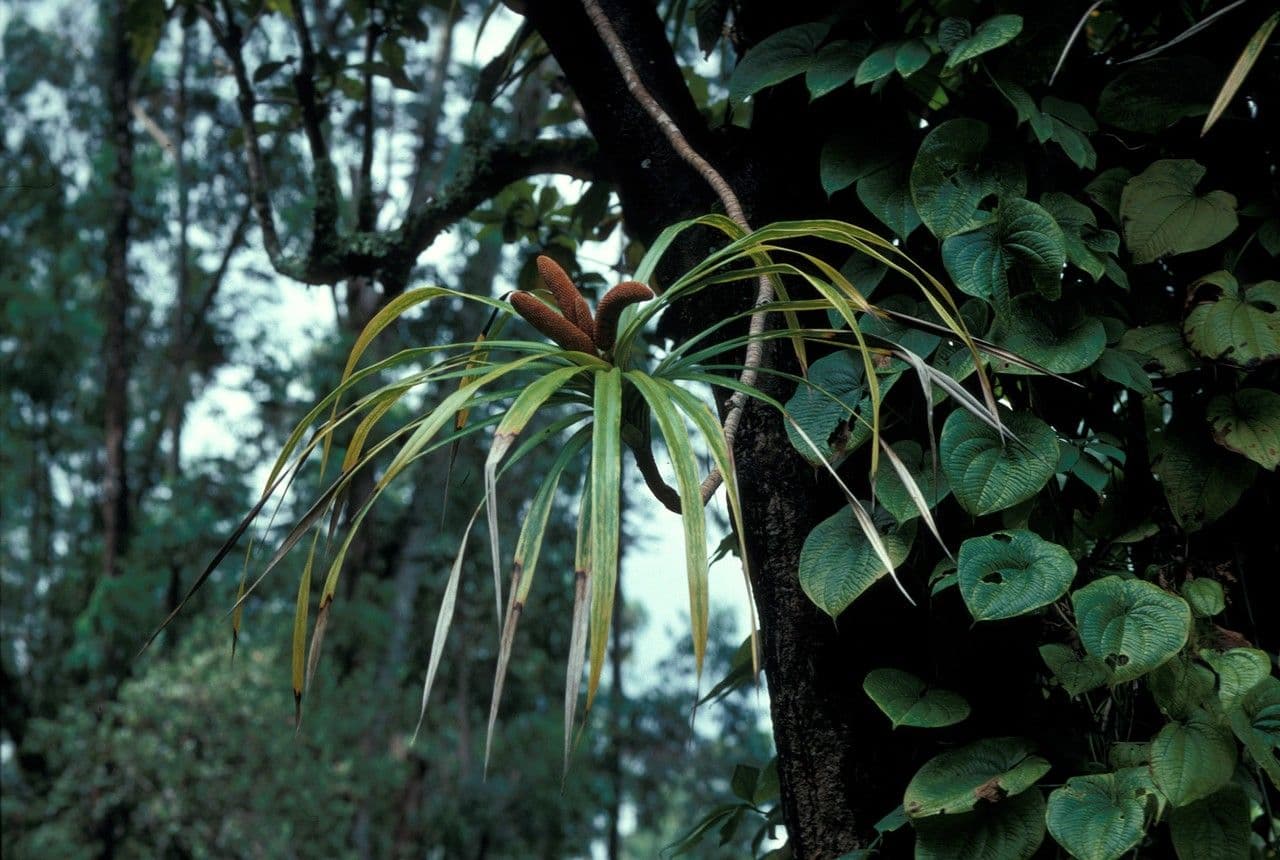 Freycinetia 6