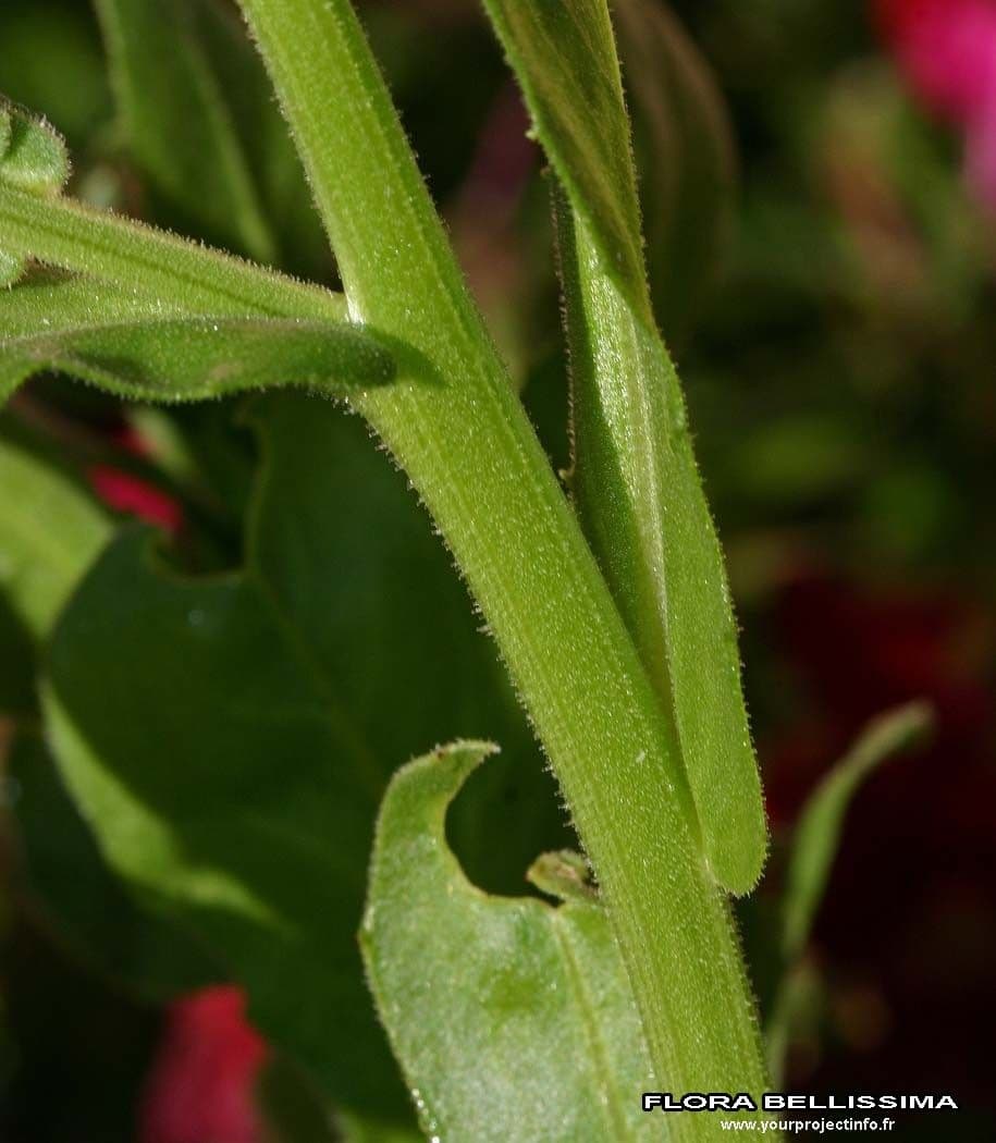 Calendula 22