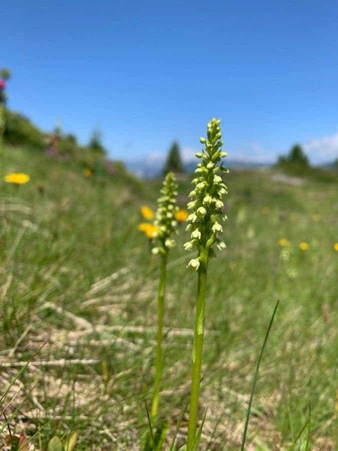 Weißzüngel 6