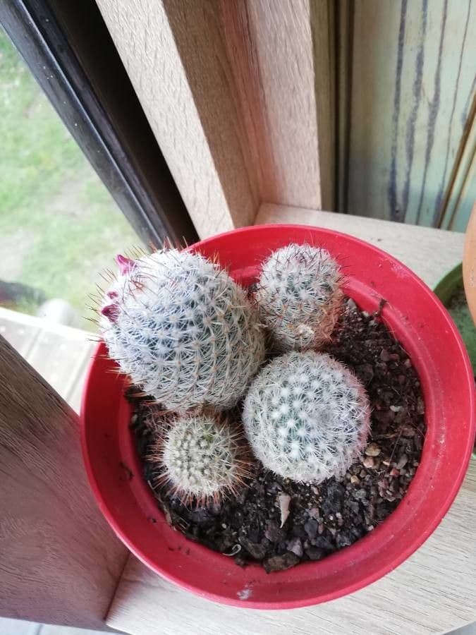 Mammillaria 6