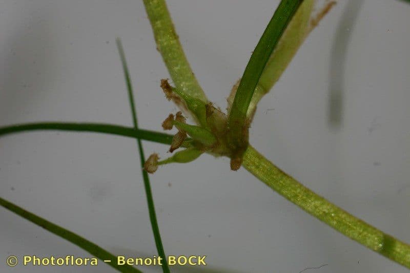 Zanichellia palustre 22