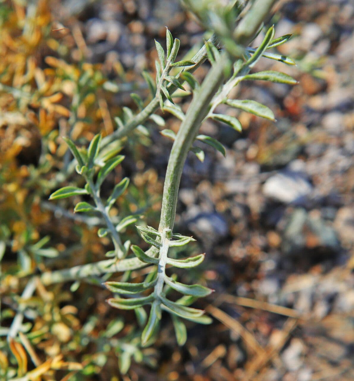 Centaurée 2