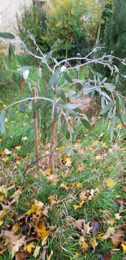 Schnee-Eukalyptus 11