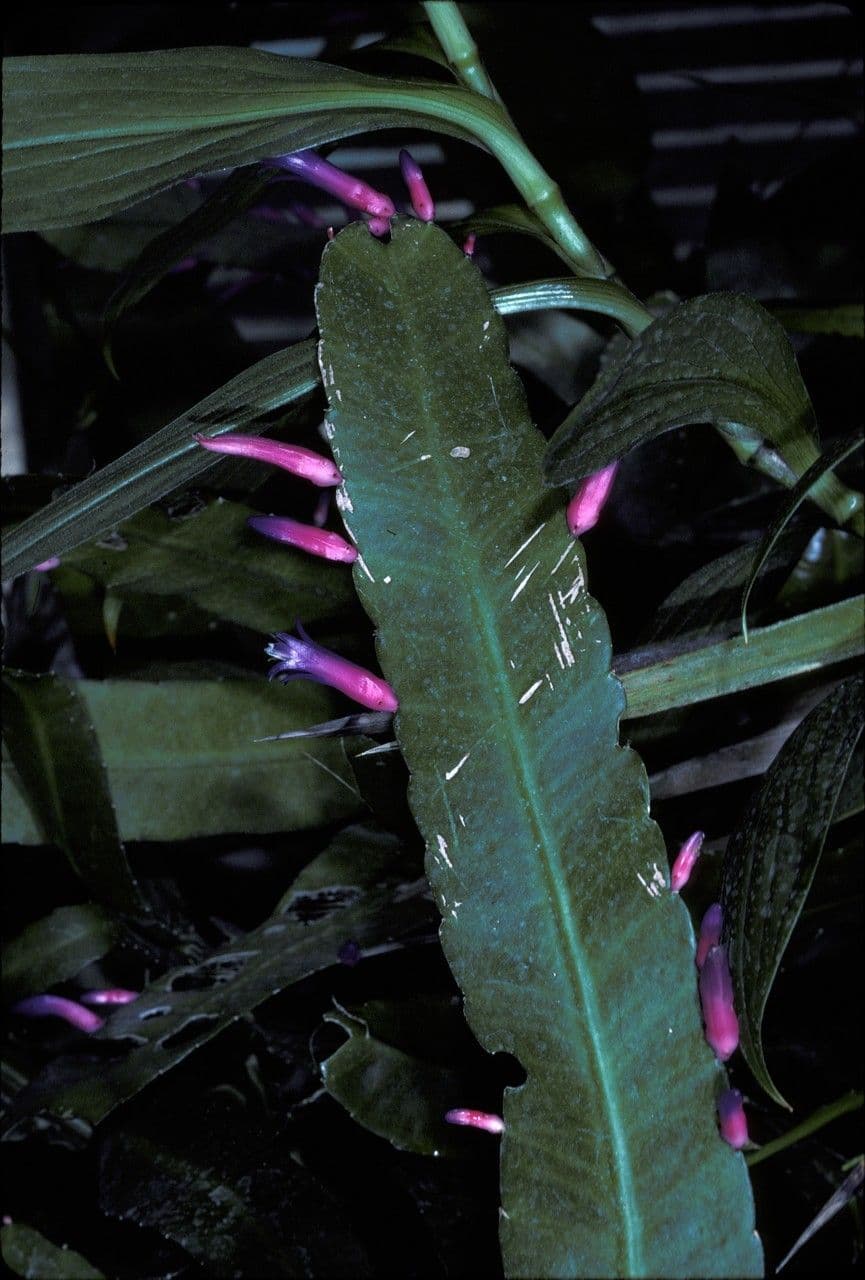 Pseudorhipsalis