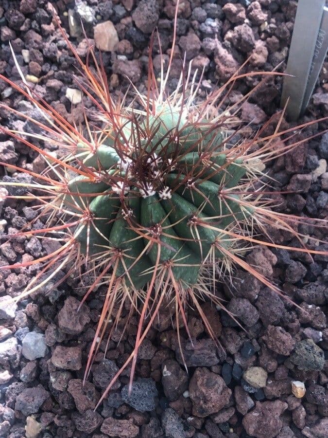 Melocactus 7