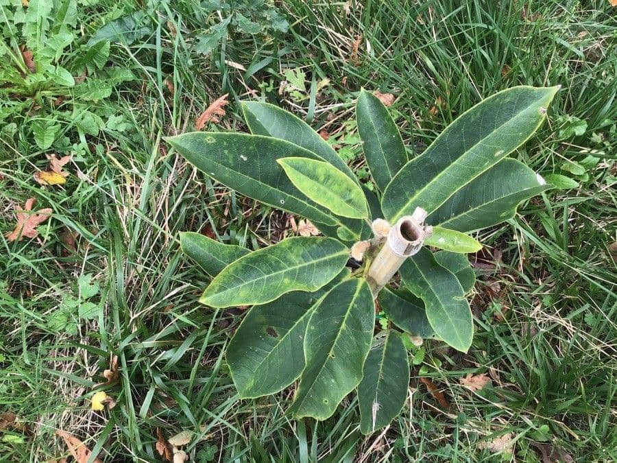 Magnolia