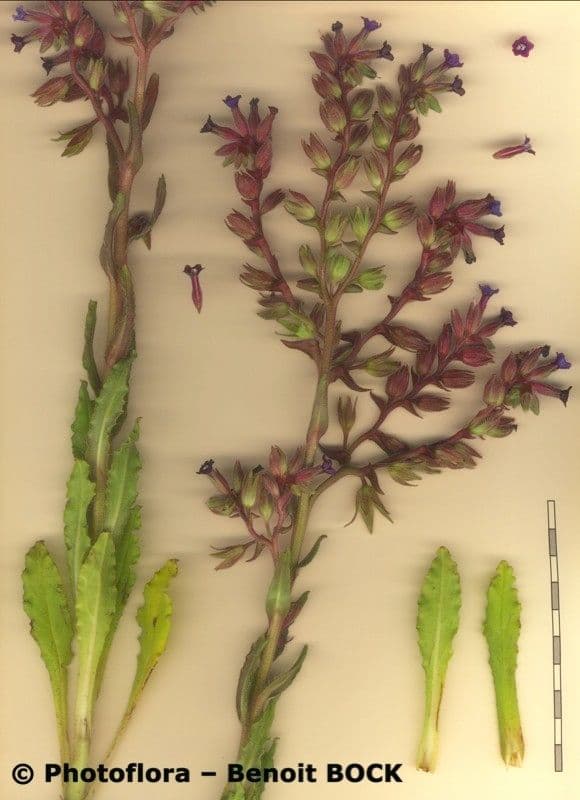 Buglossoide ondulata 25