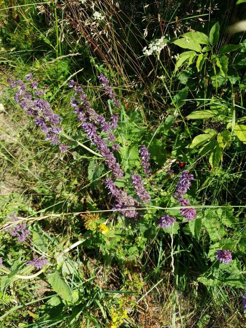 Salvia verticillata 30