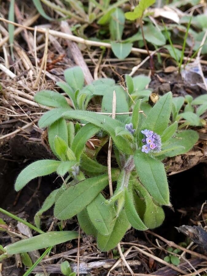 Miosotide ramosissima 12