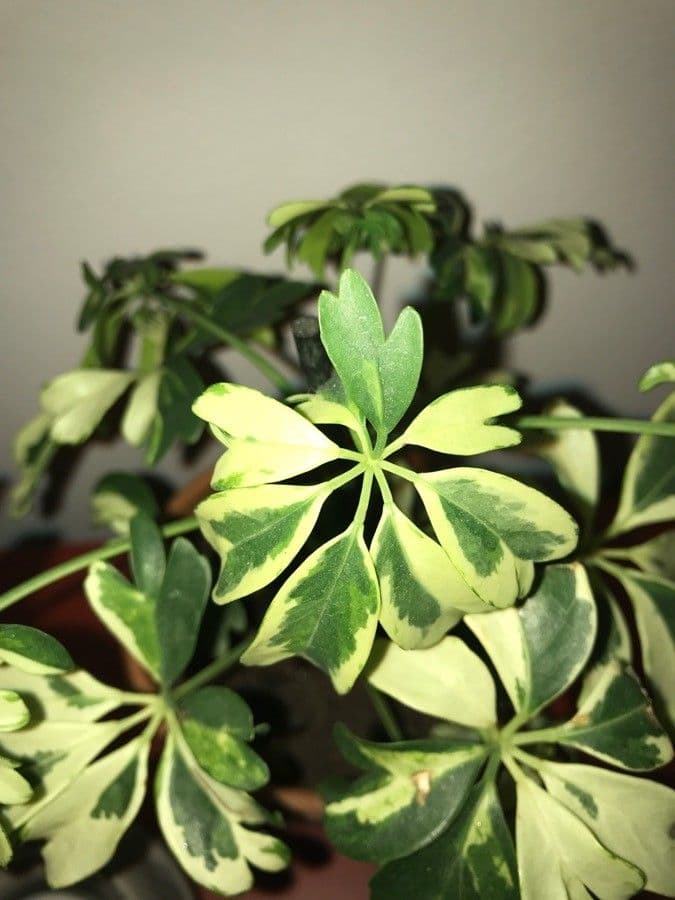 Schefflera arbicole 26