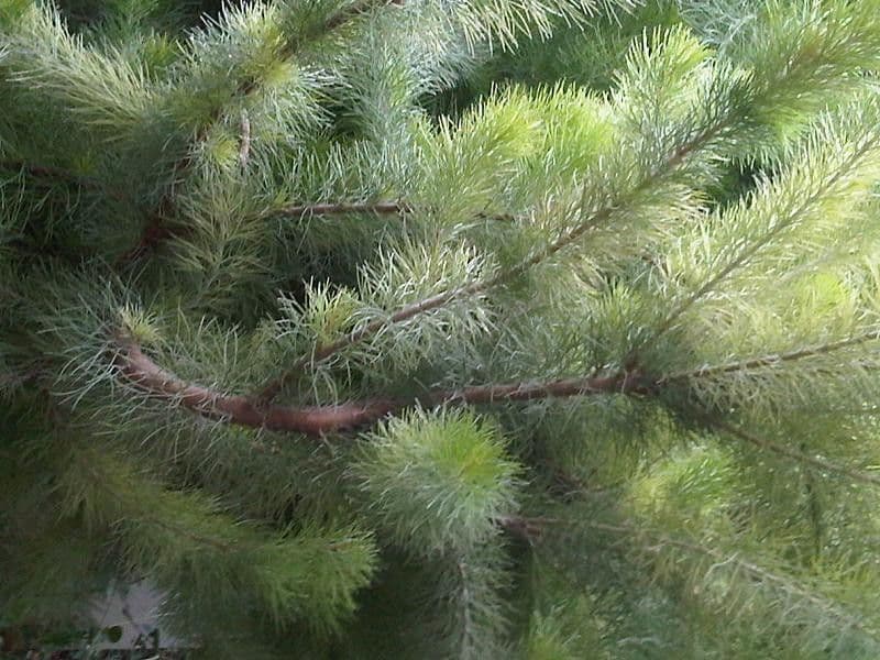 Adenanthos 15