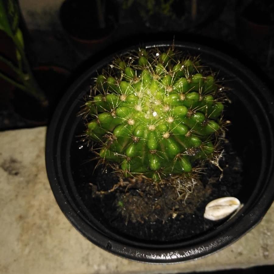 Coleocephalocereus 10