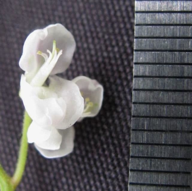 Desmodium di Wydler 2