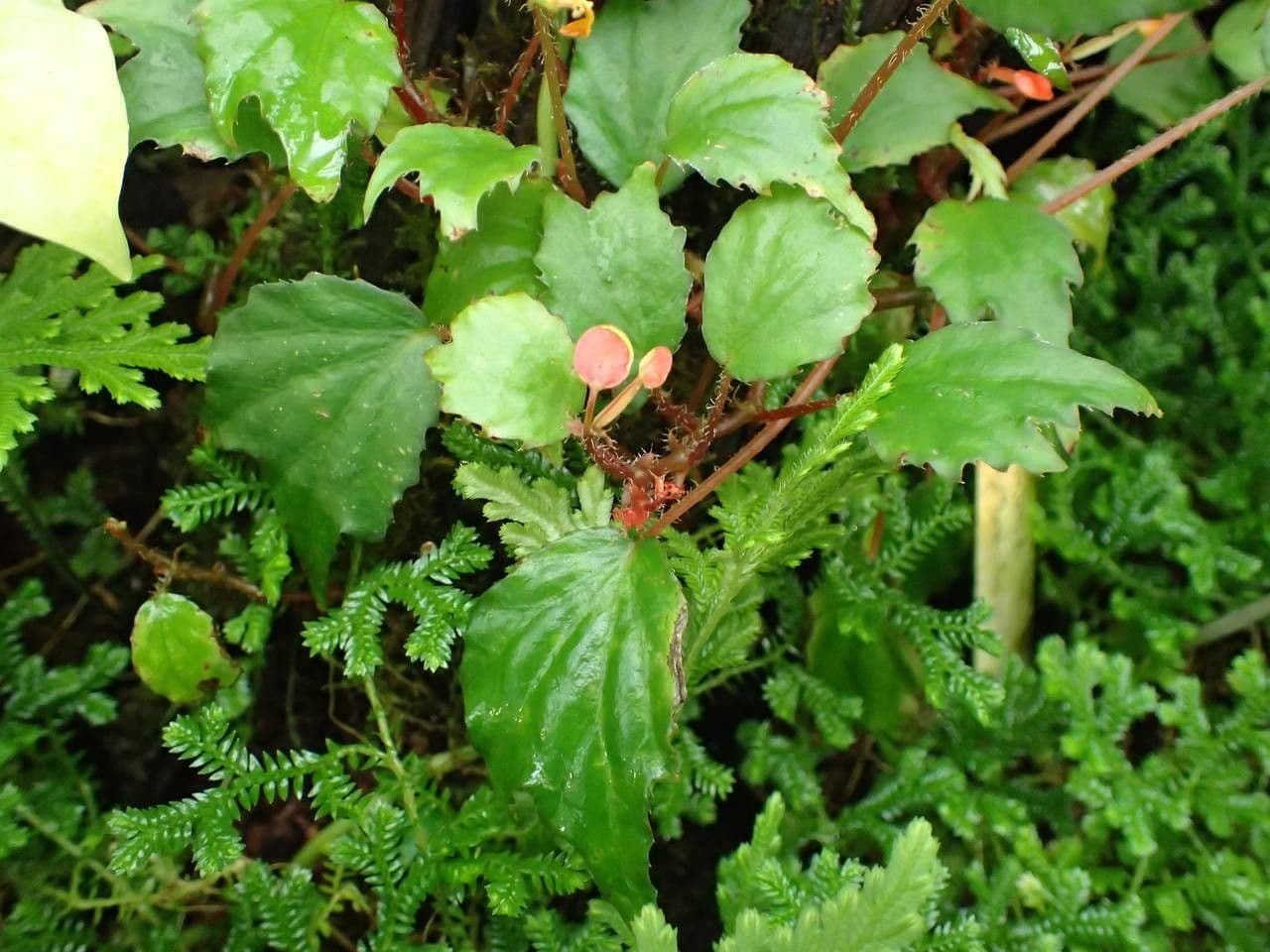 Begonia 5