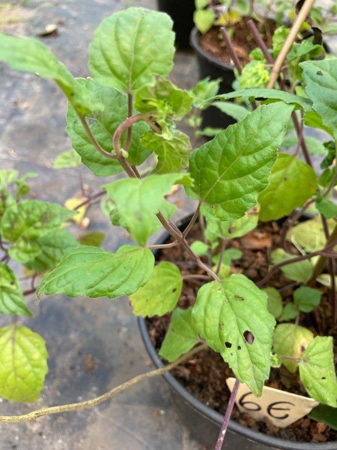 Scutellaria 18