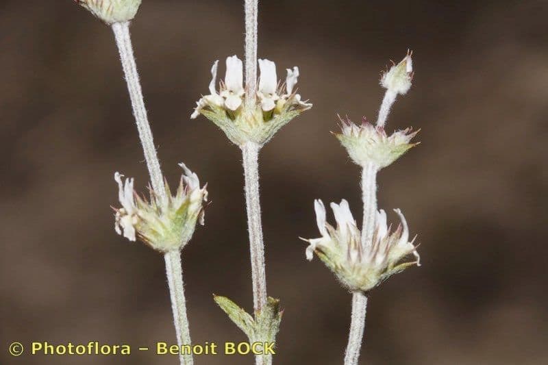 Sideritis 5