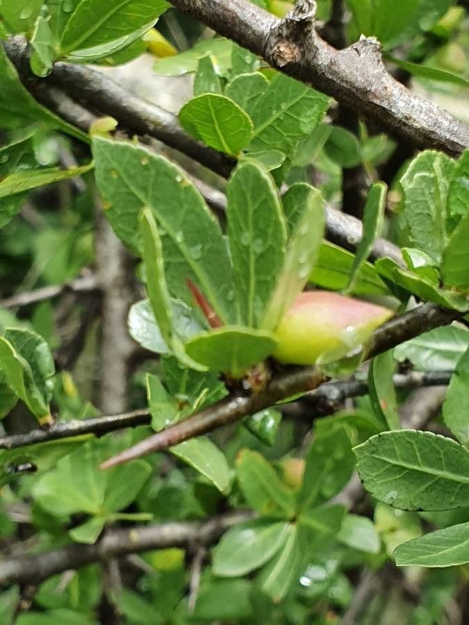 Commiphora 2