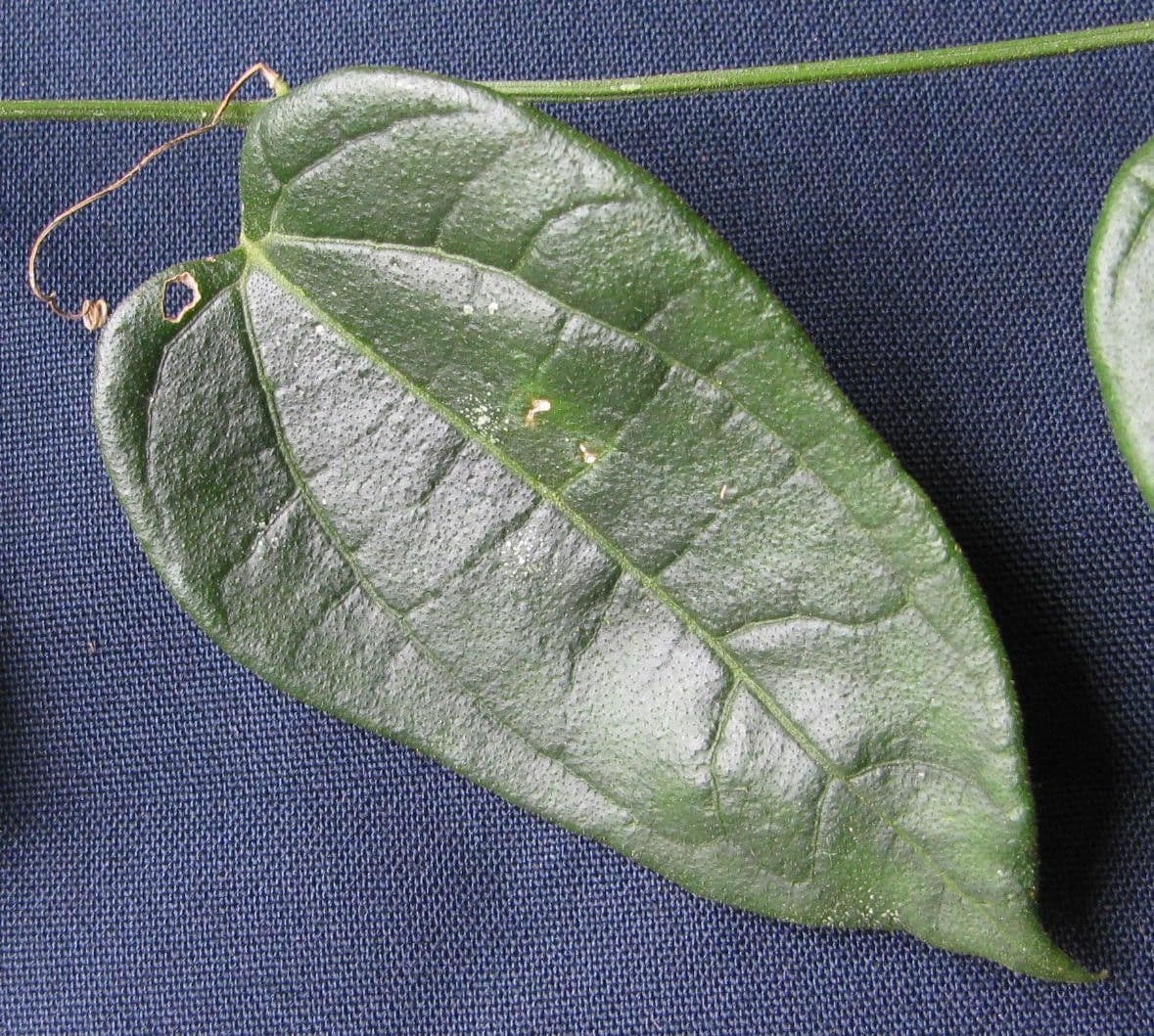 Sicydium 8