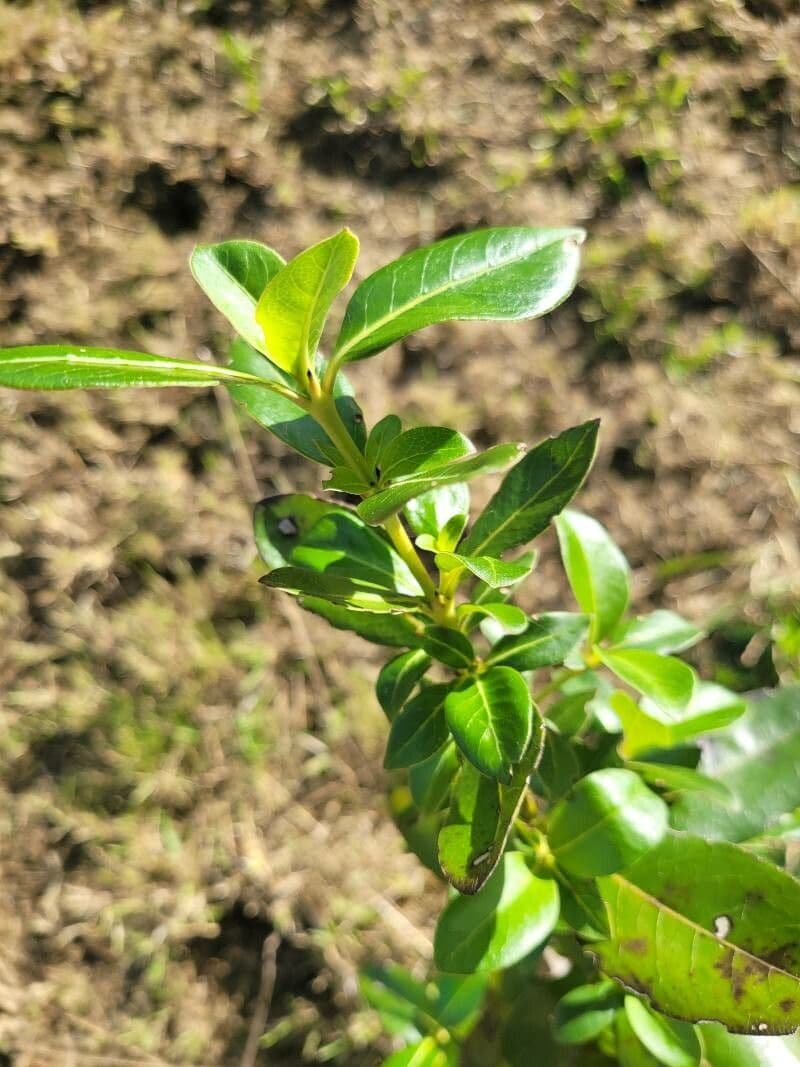 Coprosma robusta 5