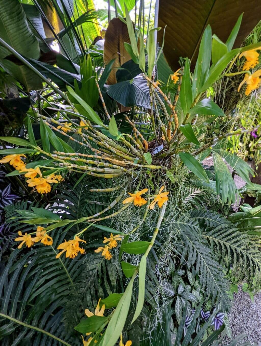 Dendrobium 4