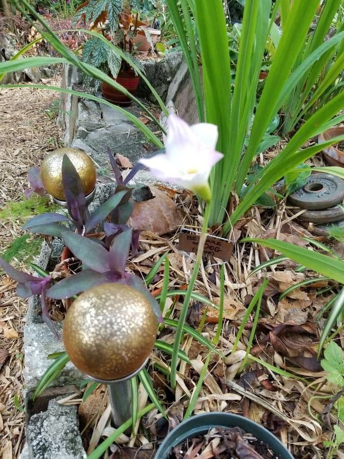 Zephyranthes 10