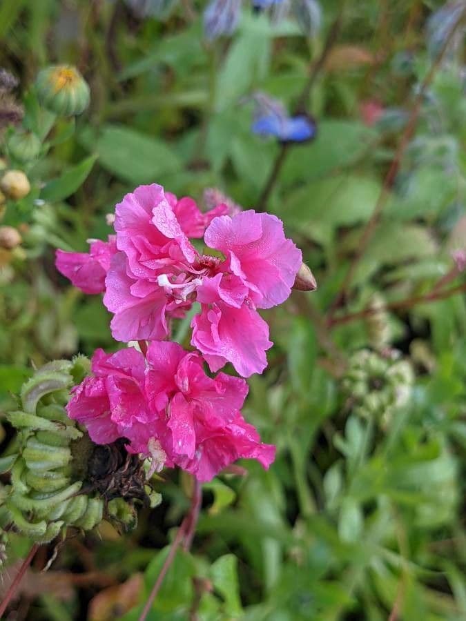 Clarkia 6