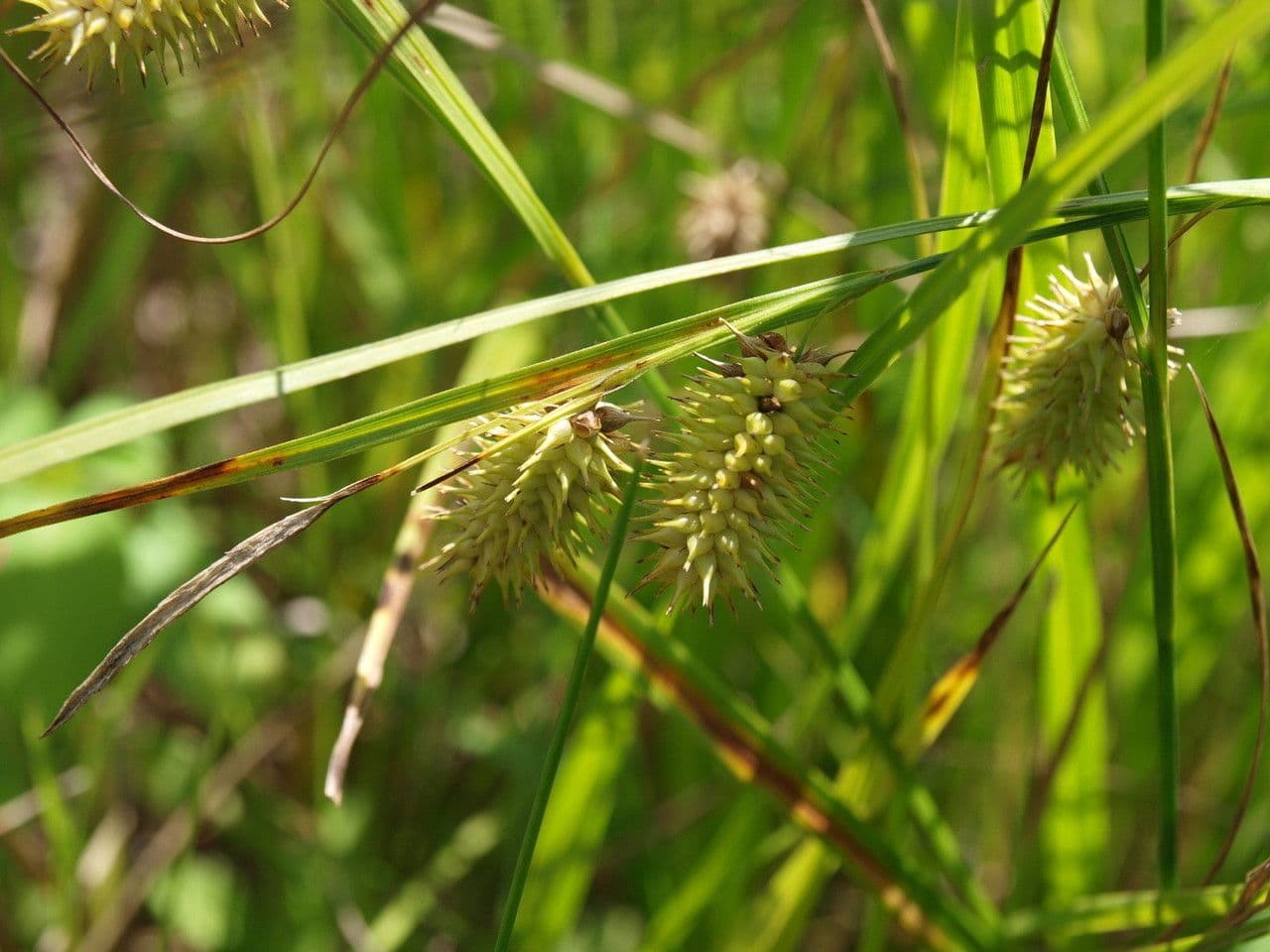 Igel-Segge 4