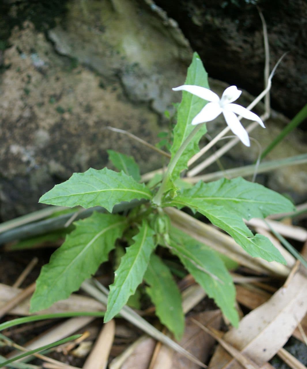 Hippobroma longiflora 11