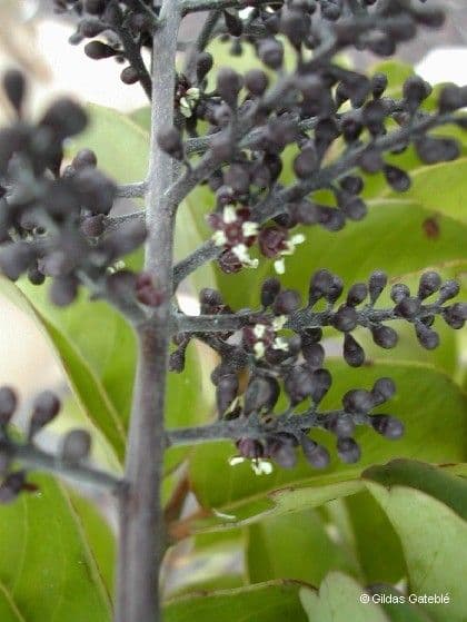 Polyscias 3